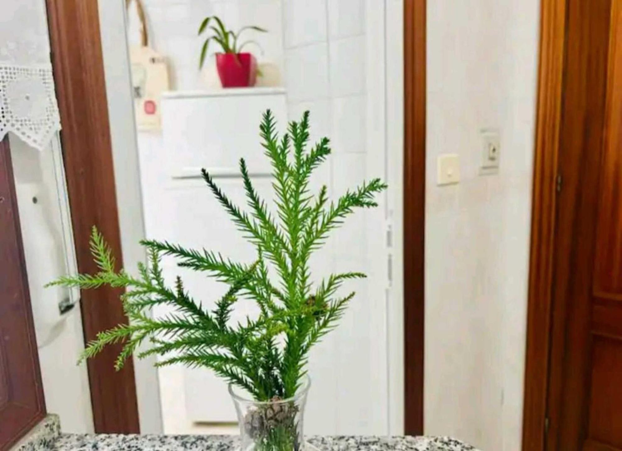 דירות Holibai, Andurina, Piso Vintage, Centrico, Acepta Mascotas, באיונה מראה חיצוני תמונה